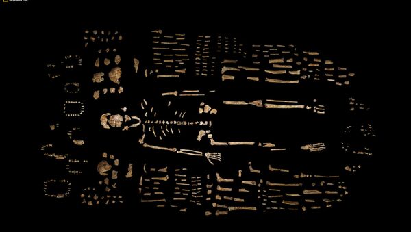 This photo provided by National Geographic from their October 2015 issue shows a composite skeleton of Homo naledi surrounded by some of the hundreds of other fossil elements recovered from the Rising Star cave in South Africa - Sputnik International