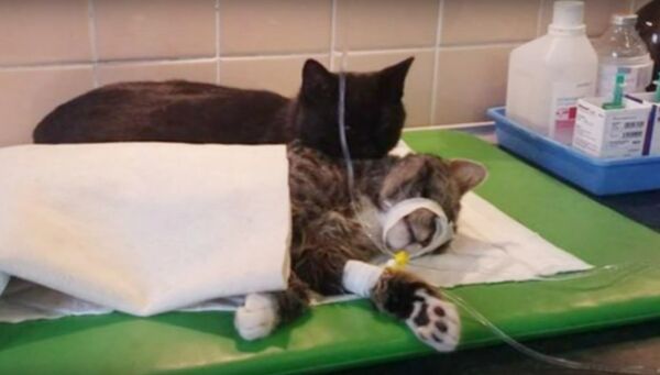 Rademenes The 'Nurse cat' Lends A Paw To Veterinarians At Polish Animal Shelter in Bydgoszczy Rademenes The 'Nurse cat' Lends A Paw To Veterinarians At Polish Animal Shelter in Bydgoszczy - Sputnik International