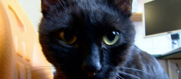 Rademenes The 'Nurse cat' Lends A Paw To Veterinarians At Polish Animal Shelter in Bydgoszczy Rademenes The 'Nurse cat' Lends A Paw To Veterinarians At Polish Animal Shelter in Bydgoszczy - Sputnik International