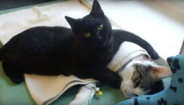 Rademenes The 'Nurse cat' Lends A Paw To Veterinarians At Polish Animal Shelter in Bydgoszczy Rademenes The 'Nurse cat' Lends A Paw To Veterinarians At Polish Animal Shelter in Bydgoszczy - Sputnik International