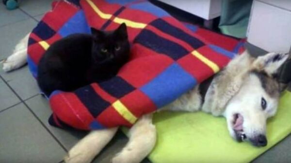 Rademenes The 'Nurse cat' Lends A Paw To Veterinarians At Polish Animal Shelter in Bydgoszczy Rademenes The 'Nurse cat' Lends A Paw To Veterinarians At Polish Animal Shelter in Bydgoszczy - Sputnik International