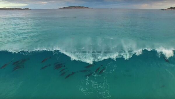 Dolphin Haze, Esperance Australia - Sputnik International