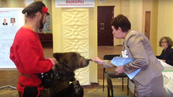 Bear at a polling station - Sputnik International
