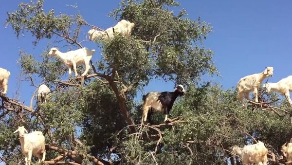 Goats Grow on Trees? - Sputnik International