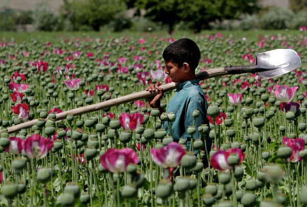 An Afghan boy walks through a poppy field in Khogyani district of Jalalabad east of Kabul, Afghanistan An Afghan boy walks through a poppy field in Khogyani district of Jalalabad east of Kabul, Afghanistan - Sputnik International