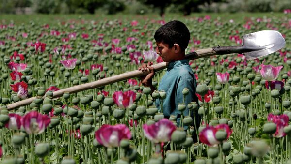 An Afghan boy walks through a poppy field in Khogyani district of Jalalabad east of Kabul, Afghanistan - Sputnik International
