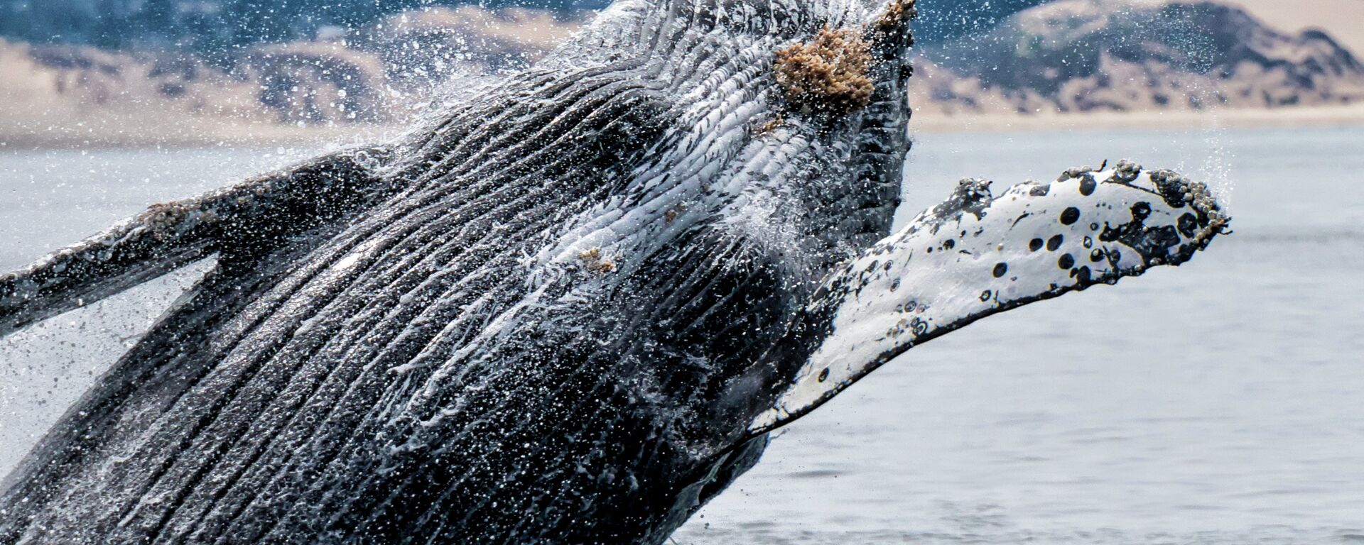 Humpback Whale near Monterey Bay Area in Northern California. - Sputnik International, 1920, 15.09.2015
