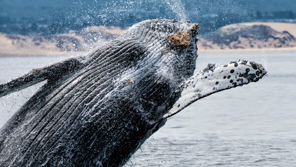 Humpback Whale near Monterey Bay Area in Northern California. - Sputnik International