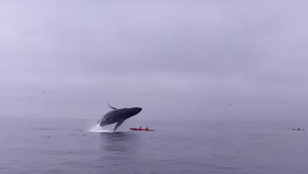 Whale of a Tale: Kayakers Nearly Crushed by Breaching Humpback - Sputnik International