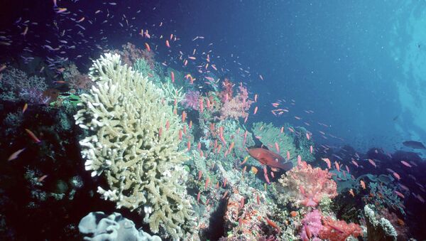 Coral reef, Pacific - Sputnik International
