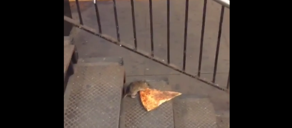 Rat Drags Pizza Slice Into NYC Subway, Internet Loses Its Mind - Sputnik International