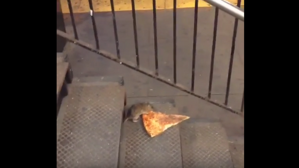 Rat Drags Pizza Slice Into NYC Subway, Internet Loses Its Mind - Sputnik International