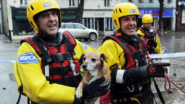 Royal Society for the Prevention of Cruely to Animals (RSPCA) Inspectors return dogs to their owners in Cockermouth, northwest England, on November 21, 2009, after being locked into the upper floors of flooded properties before their rescue - Sputnik International
