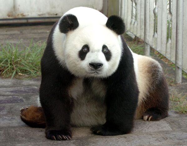 Pan Pan pictured in September 2005 at the age of 25, at the panda sanctuary in Fuzhou, southeastern China's Fujian province, when he was selected as the official mascot for the 2010 Asian Games. Pan Pan pictured in September 2005 at the age of 25, at the panda sanctuary in Fuzhou, southeastern China's Fujian province, when he was selected as the official mascot for the 2010 Asian Games. - Sputnik International