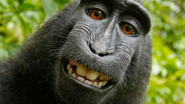 PETA monkey selfie - Sputnik International