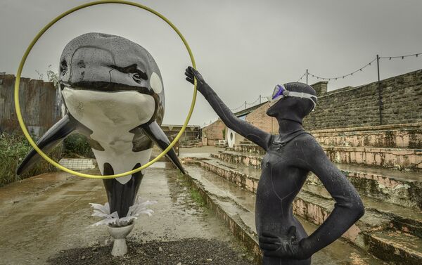 An installation of a killer whale jumping out of a toilet and through a hoop. - Sputnik International