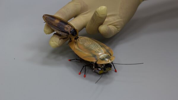 Roach from BFU - Sputnik International