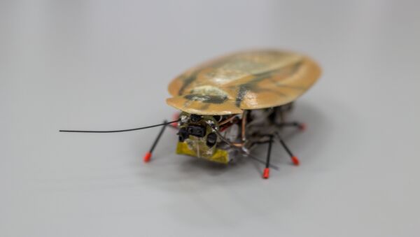 Roach from BFU - Sputnik International
