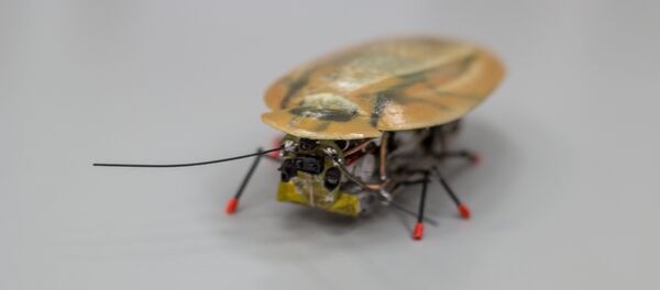 Roach from BFU - Sputnik International