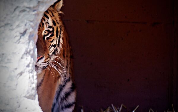 Amur tiger in a German zoo - Sputnik International