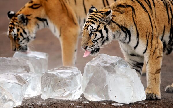 Amur tigers at a zoo in China - Sputnik International