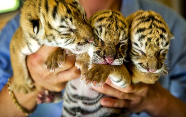Three Amur tiger cubs born at the Dutch Renaissance circus in the town of Leiden - Sputnik International