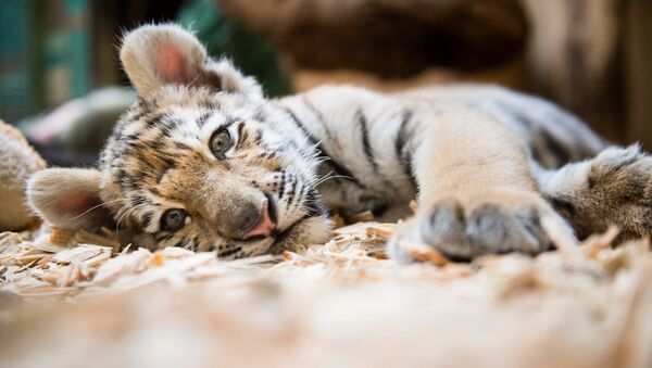 A tiger cub - Sputnik International