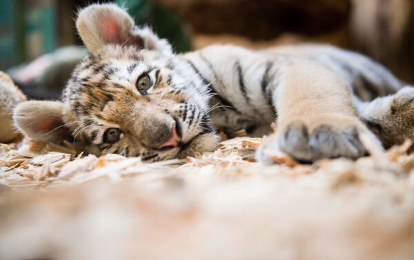 Amur tiger cub at Berlin Zoo - Sputnik International
