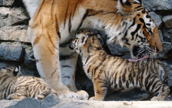Amur tigress with her cubs at Novosibirsk Zoo - Sputnik International