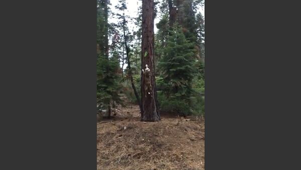 Dog Runs Vertically Up Tree to Grab Frisbee Read more at http://www.liveleak.com/view?i=8f0_1443149199#gpLIOjJTVXRtE5Ch.99 - Sputnik International