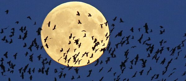 Суперлуние в Белоруссии Суперлуние в Белоруссии - Sputnik International