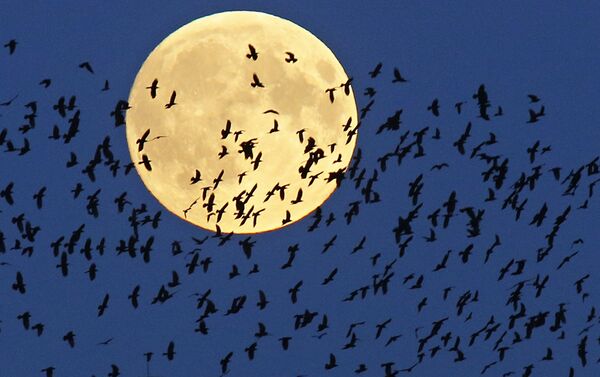 A flock of birds fly by as a super moon, rises in Mir, Belarus, 95 kilometers (60 miles) west of the capital Minsk, late Sunday, September 27, 2015 - Sputnik International