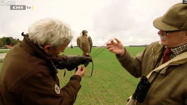 Don't do falconry next to a freeway - Sputnik International