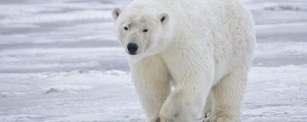 Polar bear in Alaska - Sputnik International