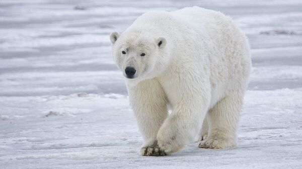 Polar bear in Alaska - Sputnik International