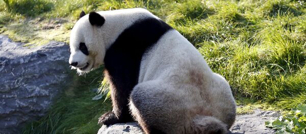 Xing Hui, a 6-year-old giant panda born in China, defecates at the Pairi Daiza wildlife park in Brugelette, Belgium September 28, 2015 - Sputnik International