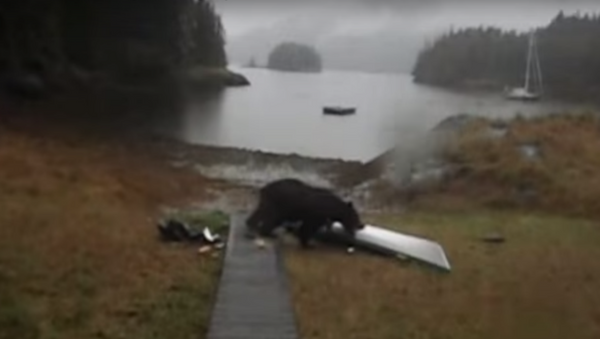 Women Tells Bear Not to Eat Her Kayak, Bear Promptly Eats Kayak - Sputnik International