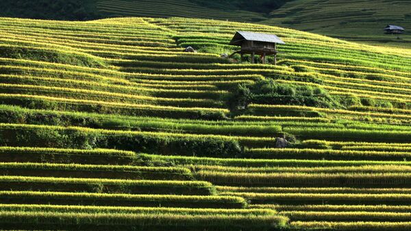 Рисовые террасы во Вьетнаме - Sputnik International