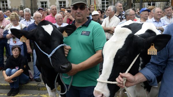 Dairy farmers hold some cows as they take part in a demostration in defense of the dairy sector in Santiago de Compostela - Sputnik International