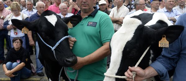 Dairy farmers hold some cows as they take part in a demostration in defense of the dairy sector in Santiago de Compostela - Sputnik International
