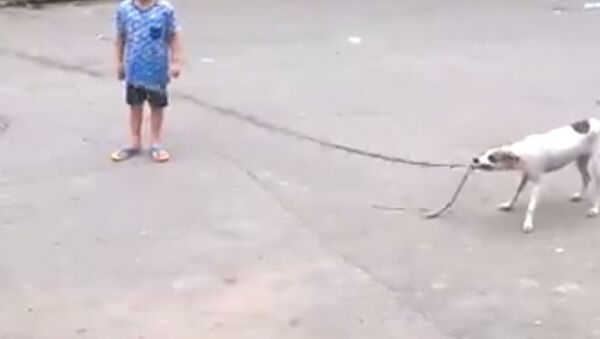 Brazilian Dog Plays Jump Rope - Sputnik International