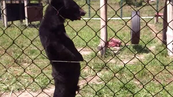 Bear Walks on Two Legs Like a Human - Sputnik International
