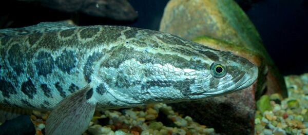 Snakehead fish - Sputnik International
