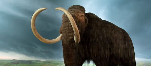 Mammoth model at the Royal BC Museum - Sputnik International