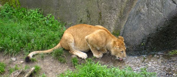 Lion in Odense Zoo Lion in Odense Zoo - Sputnik International