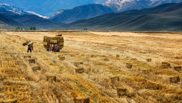 Китайский фермер убирает урожай - Sputnik International