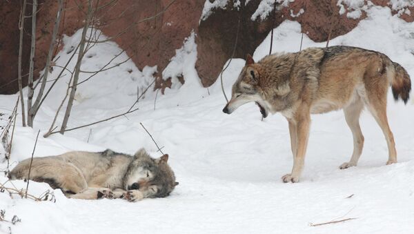 Wolves at the Moscow Zoo. - Sputnik International