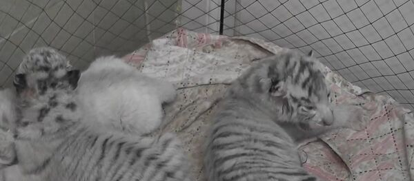 Russia: Meet the three tiny Bengal tigers born in Crimea's Yalta Zoo - Sputnik International