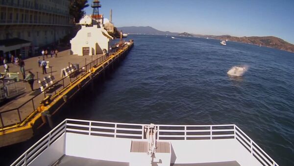 Alcatraz Cruises Great White SharkVideo 10/10/15 Uncut - Sputnik International