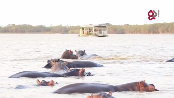 Shark tries to attack hippos - Sputnik International